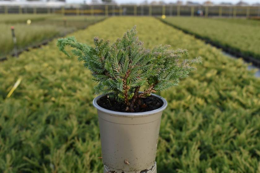 Juniperus squam. 'Little Joanna'