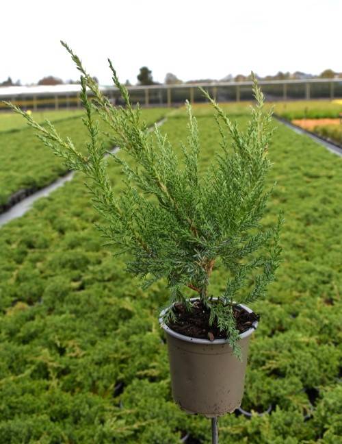 Juniperus pfitz. 'Pfitzeriana Compacta'