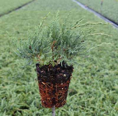 Juniperus pfitz. 'Pfitzeriana Glauca'