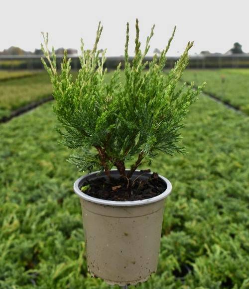 Juniperus hor. 'Hughes'