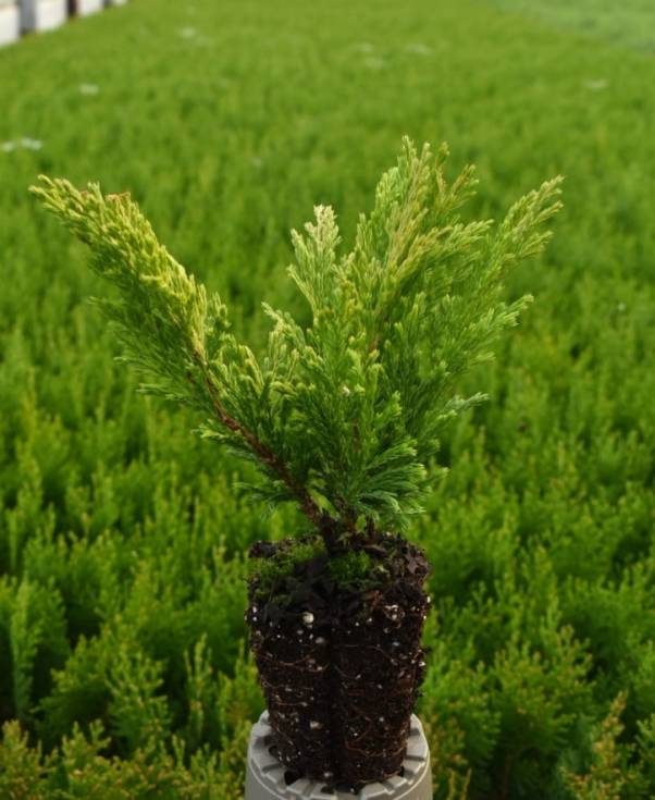 Juniperus hor. 'Lime Glow'